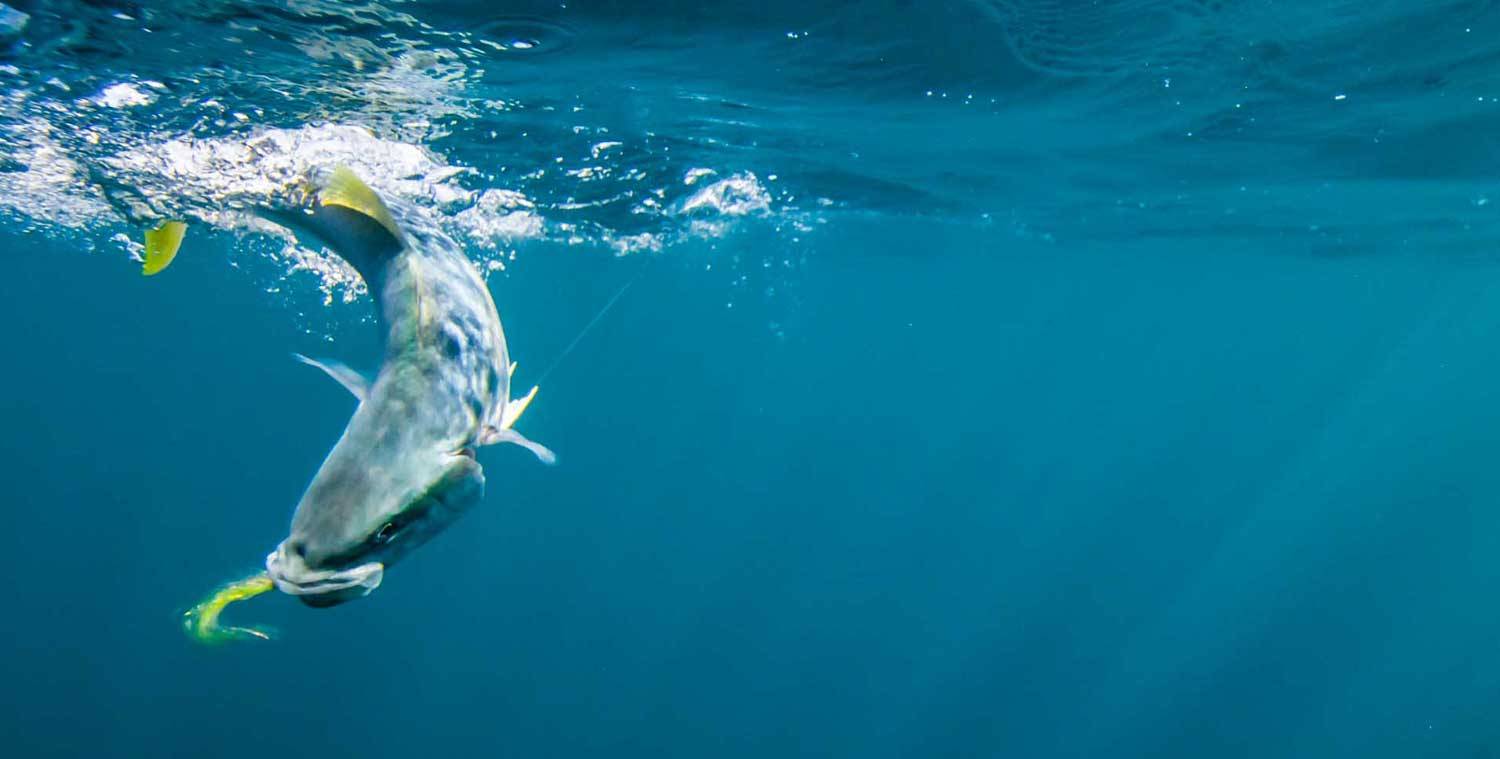 Club Talk Charters NZ Fishing Trips Fishing Adventure